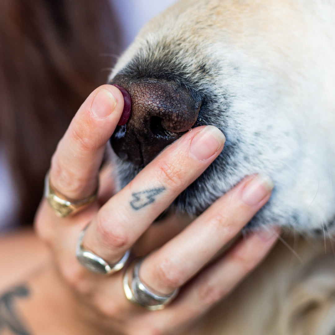 Step 1: Dog nose print wax kit contents — Blackbird and Bones
Step 2: Taking a dog's nose print in jeweller's wax
Step 3: Completed handcrafted dog nose print signet ring in sterling silver
